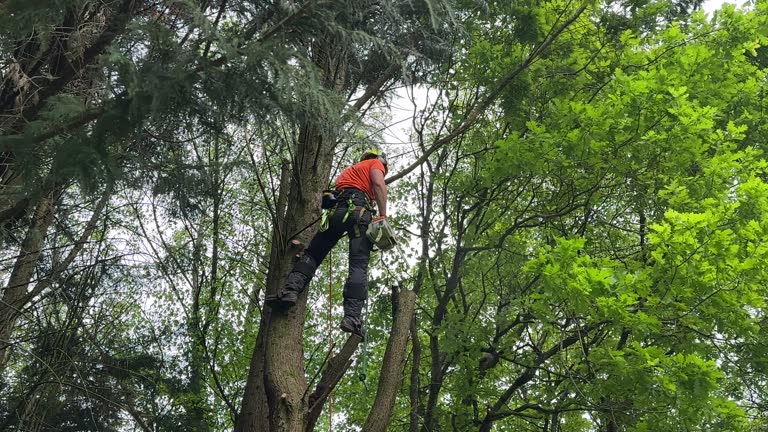 Best Arborist Consultation Services  in Folkston, GA