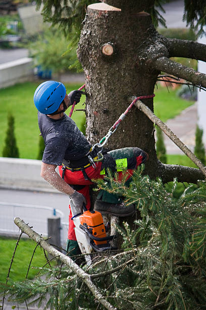 Best Hazardous Tree Removal  in Folkston, GA