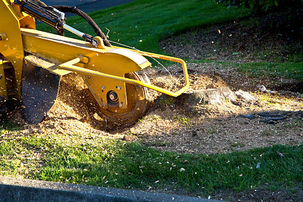 Best Tree Mulching  in Folkston, GA