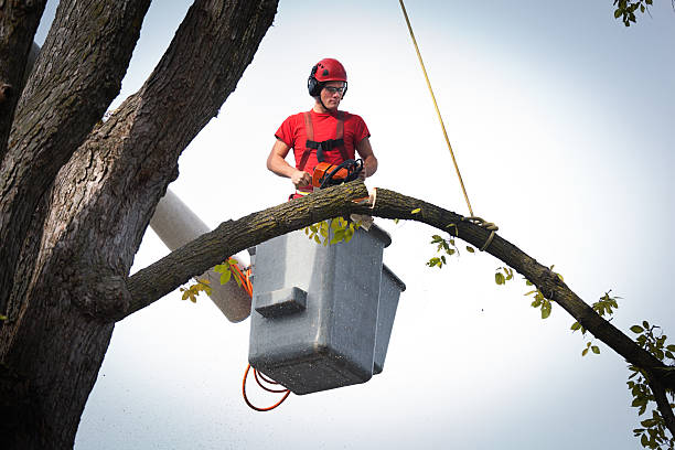 Best Tree Cabling and Bracing  in Folkston, GA