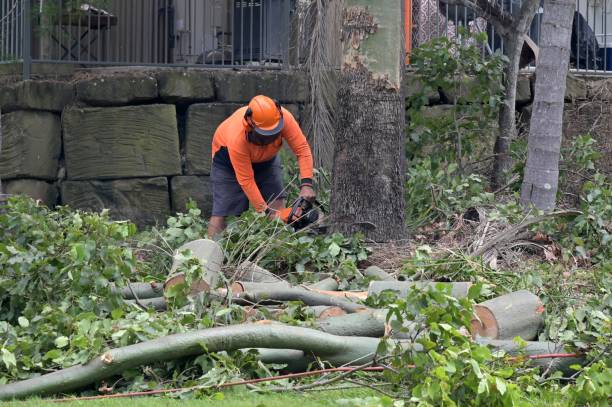 Reliable Folkston, GA Tree Removal Solutions