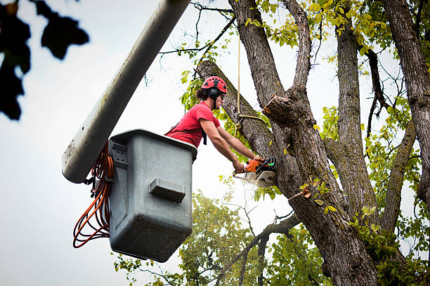 Best Tree Disease Treatment  in Folkston, GA