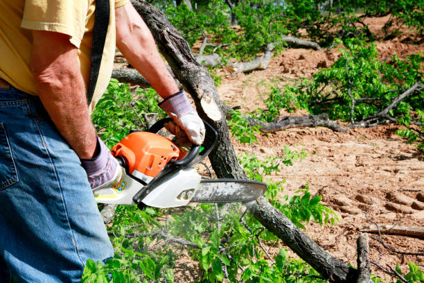  Folkston, GA Tree Removal Pros